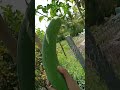 picking luffa 04.02 enjoy rural life gardening u0026 nature rurallife garden nature