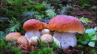 ПРОЩАЙТЕ! МЕНЯ ПОХИТИЛИ БЕЛЫЕ ГРИБЫ и ПОДОСИНОВИКИ В МЕДВЕЖИЙ ЛЕС! ОПАСНАЯ ТИХАЯ ОХОТА КАРЕЛИЯ 2021