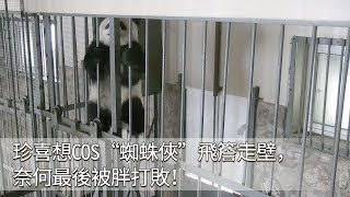 《熊貓早晚安》珍喜想COS“蜘蛛俠”飛簷走壁，奈何最後被胖打敗！| iPanda