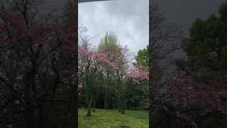 まだ間に合う？　花見　北の丸公園　日本武道館　桜　Kitanomaru Park Nippon Budokan Sakura