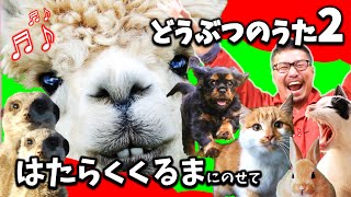 動物の歌②！「はたらくくるま」にのせて【かわいい動物】Ver.