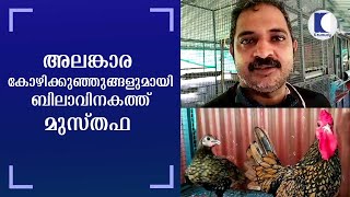 അലങ്കാര കോഴിക്കുഞ്ഞുങ്ങളുമായി ബിലാവിനകത്ത് മുസ്തഫ