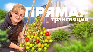 ПРЯМАЯ ТРАНСЛЯЦИЯ. Отвечаем на вопросы 24.08.2022