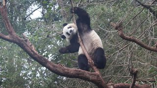 20230202 圓寶三探茄苳果 膽子大到沒話說 Giant Panda Yuan Bao