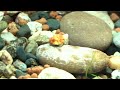 aquarium gardens aquascaping showroom cinematic all of our aquascape displays 2024