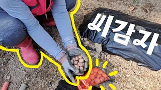 [주말농장 Vlog] 시기가 늦었다는데... 싹이 날까? - 엄빠랑 감자 심기