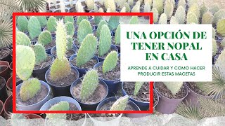 MACETAS DE NOPAL | SEMBRANDO NOPALES EN CASA