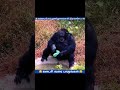 டேய் அவர் எங்க டான் டா 😂 funny tamil comedy gorilla monkey animals funnyvideo shorts