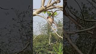 পাখির চোখ বলে প্রবাদ আছে। অসাধারণ দৃষ্টিশক্তি। Sharp eyes. #birdswatching #birds #arambagtv