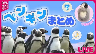 【ペンギンまとめ】“パタパタ” 追いかけていたのは…ペンギン２匹が謎の行動 / 【ペンギン】客の移動に合わせ…  仲間と勘違い？ / 赤ちゃんペンギンと飼育員が攻防　など（日テレニュース LIVE）