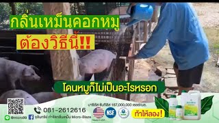 วิธีไล่แมลงวัน ในคอกหมู และ วิธีกำจัดกลิ่นขี้หมู ไม่ใช้สารเคมี หมดปัญหาจริงๆ ลุงฉลาด (พิสูจน์แล้ว)