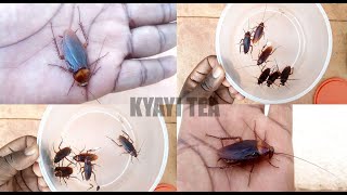 Kola Binno Otte Ebiyenje Ewaka Cockroach Killer