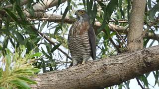 20201122 府平公園鳳頭蒼鷹 – 耳莢相思樹上的公鳳頭