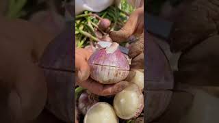 Beautiful Fresh Purple Single Head Garlic  #satisfying #short