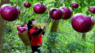 How to Harvest Star Apple, goes To Market Sell - Harvesting and Cooking |Tieu Vy Daily Life