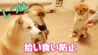 【柴犬】拾い食い防止のしつけ