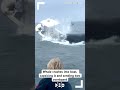 video whale crashes into boat capsizing it and sending two people overboard