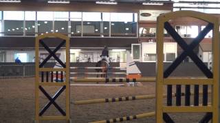 Donatello S - showjumping