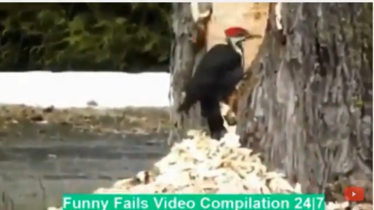 Best Of Fails Live Stream Try Not To Laugh Funny Fails Video