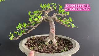 Tuấn bonsai báo giá ngày 12/1/2025