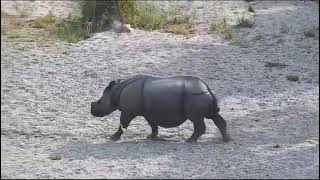 Gorumara National Park