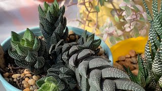 Haworthia Coarctata | Rabo de tatu | Cultivo somente na claridade