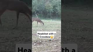 Crossbow Hunting Headshot #jagd #crossbowhunting #bowhunting #jakt #chasse #meateater #oxota