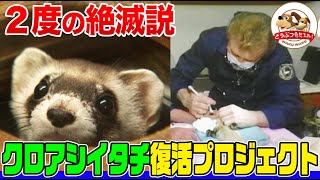 【残り18匹だった!?】2度も絶滅説の流れたクロアシイタチを復活させるプロジェクトに密着！絶滅へ追い込んだのは人間…絶滅から救えるのも人間…【どうぶつ奇想天外／WAKUWAKU】