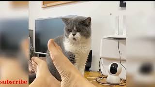 Baby Cats - Cute and Funny Cat Videos Compilation #4 || #cat