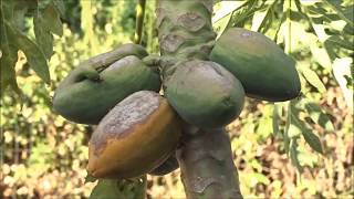 PAPAYA Seeds Grew Trees In our COMPOST Producing FRUIT!