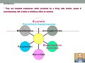 antibacterial classification u0026 antibiotics 1