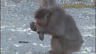 初の試み！野生のサルに焼き芋のプレゼント　静岡・南伊豆町「波勝崎モンキーベイ」