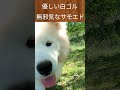 優しい白ゴル無邪気なサモエド サモエド ゴールデン puppy