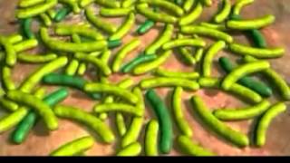 Evolution Primer #6 Why Does Evolution Matter Now from pbs