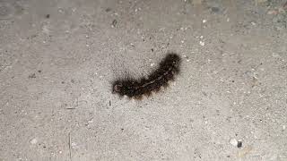 If a caterpillar gets pricked by its hairs, it will itch for days