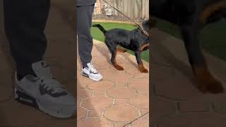 4 month old German Rottweiler pup