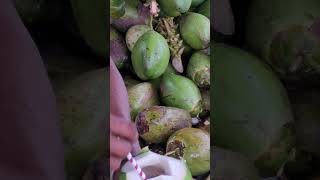 coconut water on beach #coconut #beach #puribeach #shorts #viral #coconutwater #indianfood #tourism