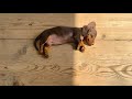 Mini Dachshund puppy is sunbathing.