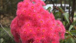 Corymbia ficifolia and foraging stingless bees Movie.wmv