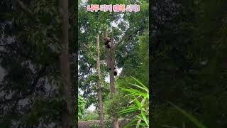 나무 타기 대회 시작!The tree-climbing contest begins!#panda #판다 #funny #cute  #런위에#허화