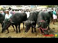 ഭീമൻ പോത്തുകളുടെ വില അറിയാം vaniyamkulam cattle market palakkad anwarkerala shojiravi pappayavlog