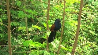 The Red-Eyed Greater Coucal's Eerie Call | Pattaya Thailand