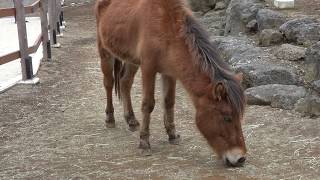 与那国馬　メリ　どうぶつ広場　三島楽寿園にて　00002