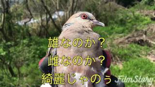 防鳥網に掛かった鳩の救出劇