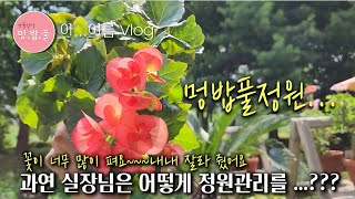 제라늄,식집사 멍밥풀정원,꽃이많이 펴서 내내 잘라줬어요. 협찬상품 플로라 효과??