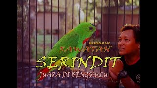 BONGKAR RAWATAN SERINDIT JUARA DI BENGKULU