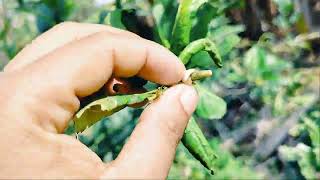 মাত্র ৬ মাসে ফল দিবে বারোমাসি লেবু গাছ | দ্রুত ফলন পাওয়ার উপায়