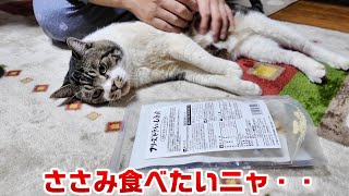 可愛い声でおやつをおねだりする猫☆パパに色々遊ばれちゃうけど・・わんこそばスタイルでササミを食べるリキちゃん【リキちゃんねる・猫動画】Cat video　キジ白猫のいる暮らし