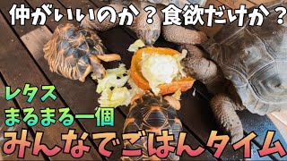 大家族の食事風景／アルダブラさんとホウシャガメさん