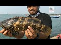 grouper fishing kerala hamur hunt ഹമൂർ ഫിഷിങ് കേരള